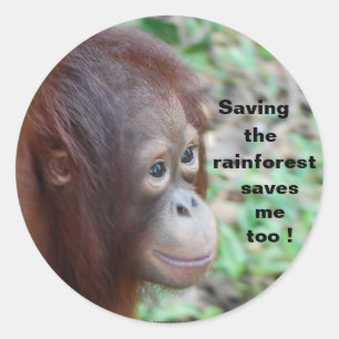 Djurlivbeskydd: Orangutans och Rainforest Runt Klistermärke