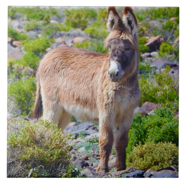 Djurlivet belägger med tegel, keramiskt, kakelplatta (Framsidan)