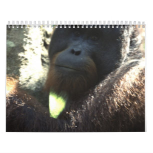 Djurlivfotografi 2011 kalender