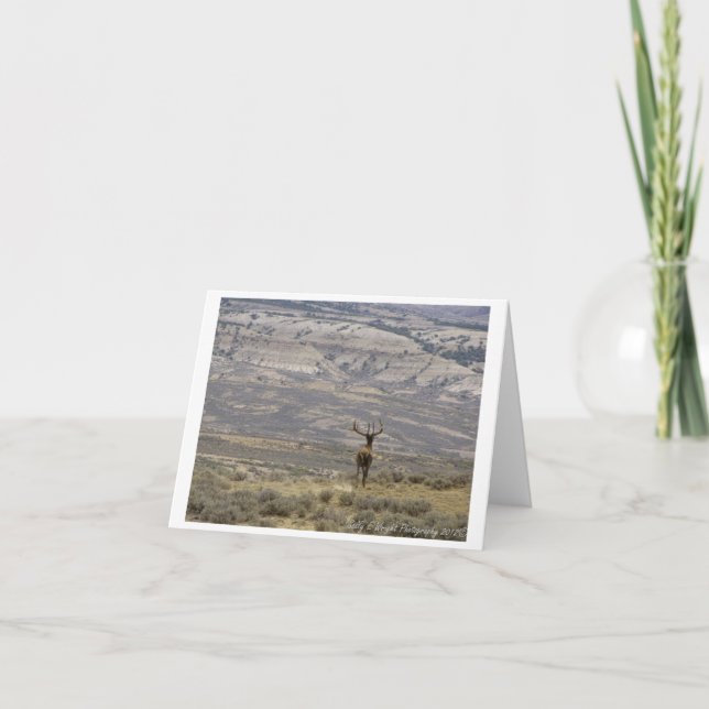 Djurlivfotografi noterar kortdesign 1 kort (Framsida)