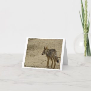 Djurlivfotografi noterar kortdesign 3 kort