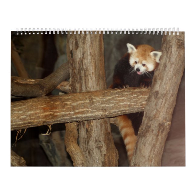 Djurlivfotos kalender (Omslag)