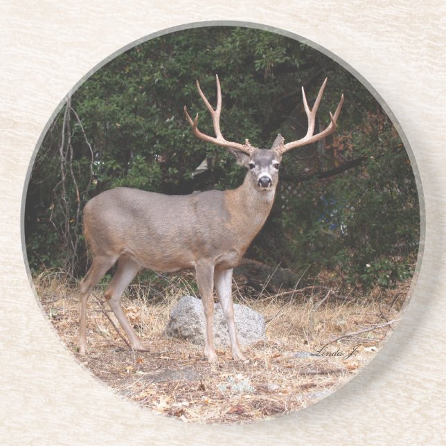 Djurserie - Underlägg Hjort Sandsten (Framsidan)