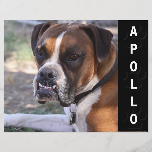 Djurskådespelare, komp-kort, huvud reklamblad (Framsidan)