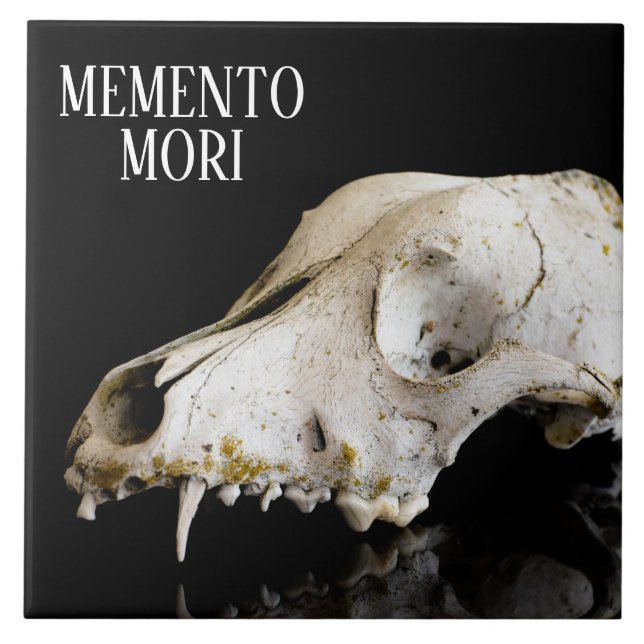 Djurskalle Kakelplatta (Framsidan)