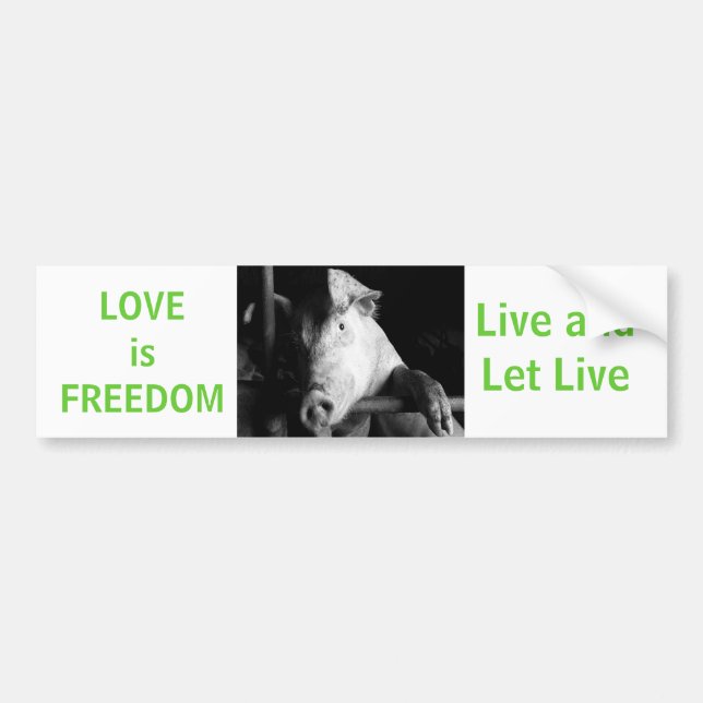 Djurskyddssvin Viggy Vegan Car Bumper Sticker Bildekal (Framsidan)