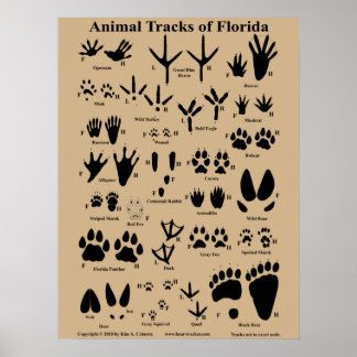 Djurspår av Florida Poster (medel)