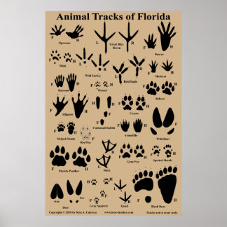 Djurspår i Florida 24x36 Poster