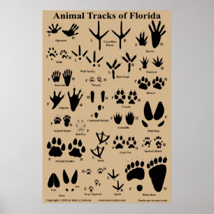 Djurspår i Florida Poster
