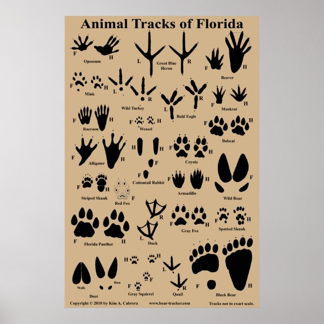 Djurspår i Florida Poster (Framsidan)