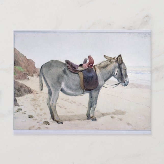 Djurstudier Vykort (Framsida)