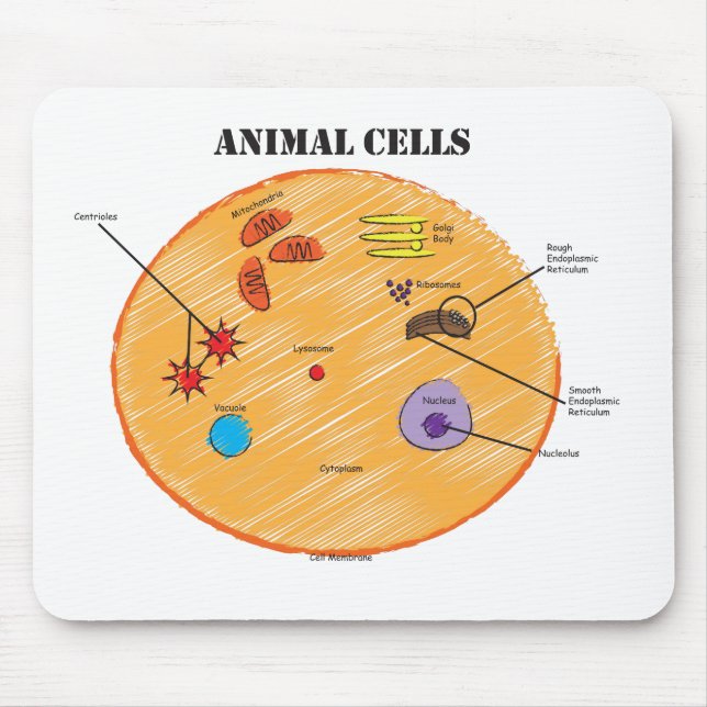 Djurt celldiagram musmatta (Framsidan)