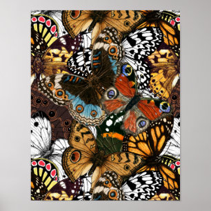 Djurtryck. Butterfly vingar Poster