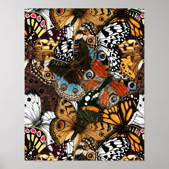 Djurtryck. Butterfly vingar Poster (Framsidan)