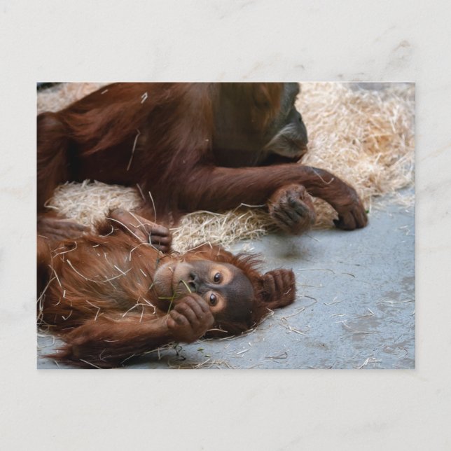 Djurvykort för apa Ape Zoo Vykort (Framsida)
