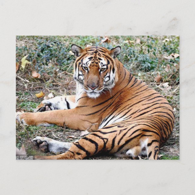 Djurvykort Vykort (Framsida)