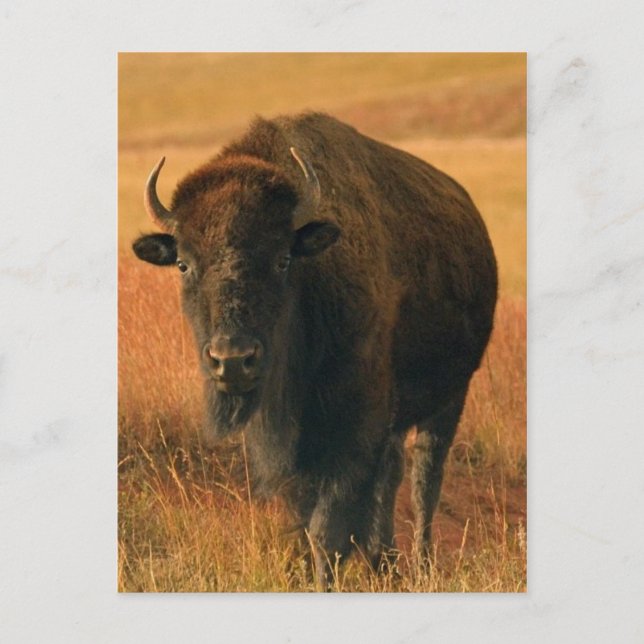 Djurvykort Vykort (Framsida)