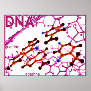 DNA baserar litet Poster