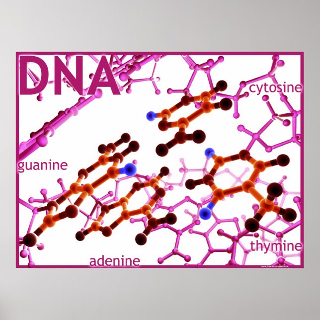 DNA Bases small Poster (Framsidan)