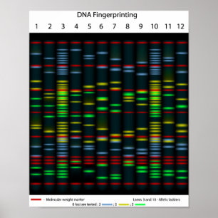 DNA-fingeravtryck Poster