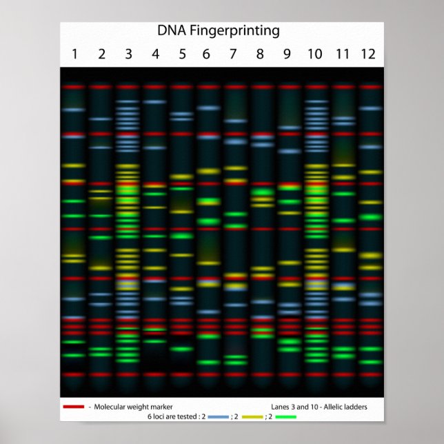 DNA-fingeravtryck Poster (Framsidan)