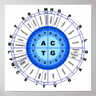 DNA Genetisk kod Circle Gene Codon Amino Acid Poster