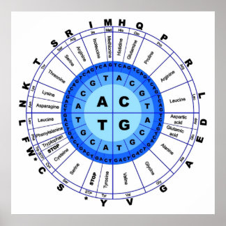 DNA Genetisk kod Circle Gene Codon Amino Acid Poster
