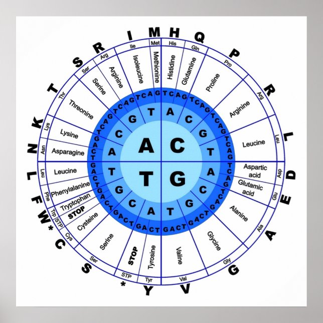 DNA Genetisk kod Circle Gene Codon Amino Acid Poster (Framsidan)