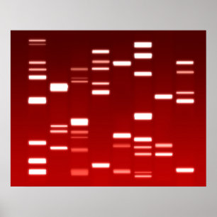 DNA Genetisk kod Red Poster
