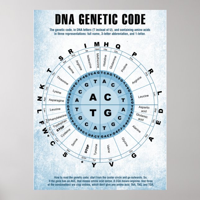 DNA Genetiskt koddiagram Poster (Framsidan)