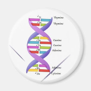 Dna-magnet Magnet