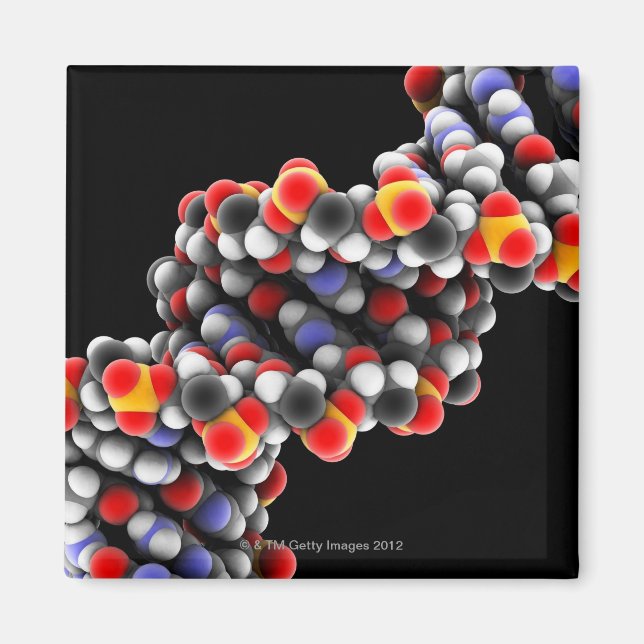 DNA-molekyl. Molekylär modell av DNA Magnet (Framsidan)