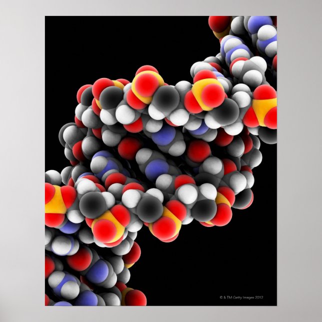 DNA-molekyl. Molekylär modell av DNA Poster (Framsidan)