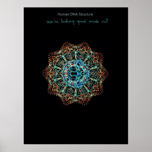 DNA-Poster hos människa Poster