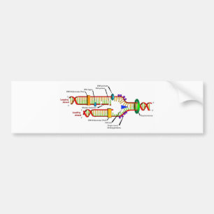 Dna-replication Bildekal