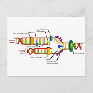 DNA-replikation Vykort