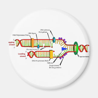 DNA-replikering Magnet
