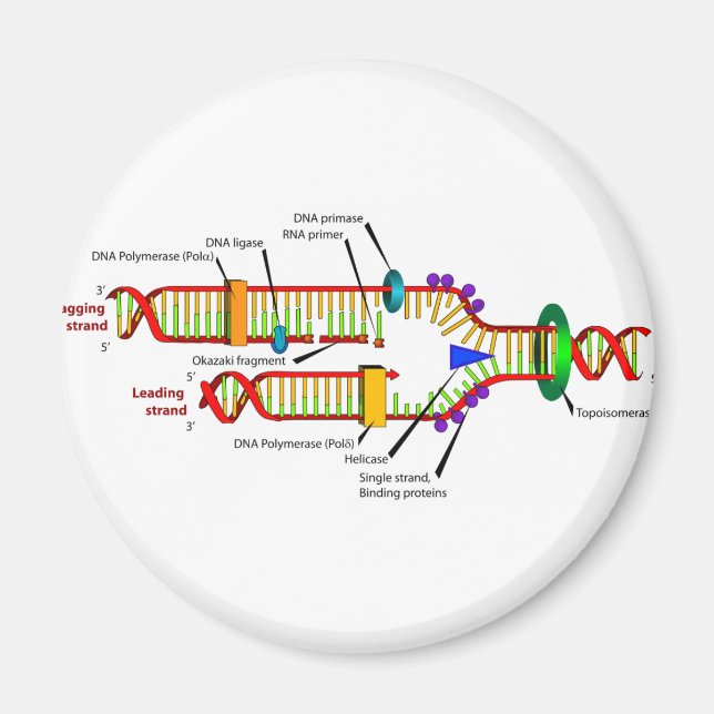 DNA-replikering Magnet (Framsidan)