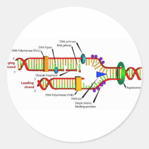 DNA-replikering Runt Klistermärke