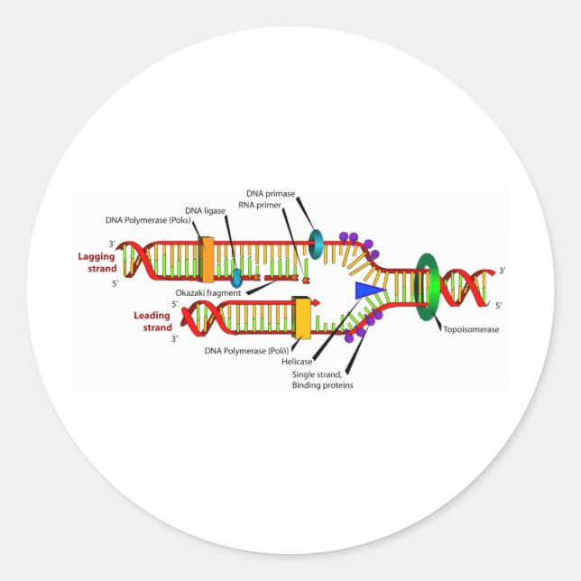 DNA-replikering Runt Klistermärke (Framsida)