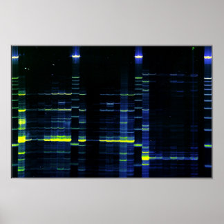 DNA-sekvensgel 1 Poster