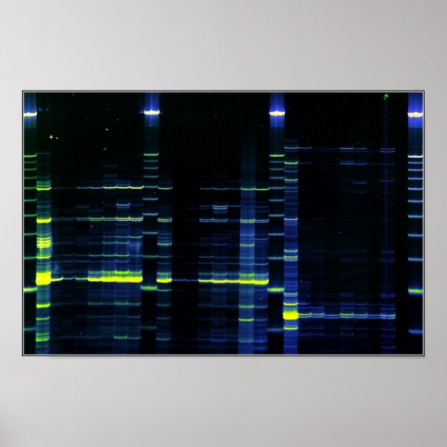 DNA-sekvensgel 1 Poster (Framsidan)
