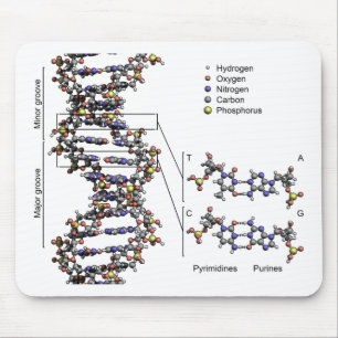 DNA Struktur Deoxyribonukleinsyra Basdiagram Musmatta