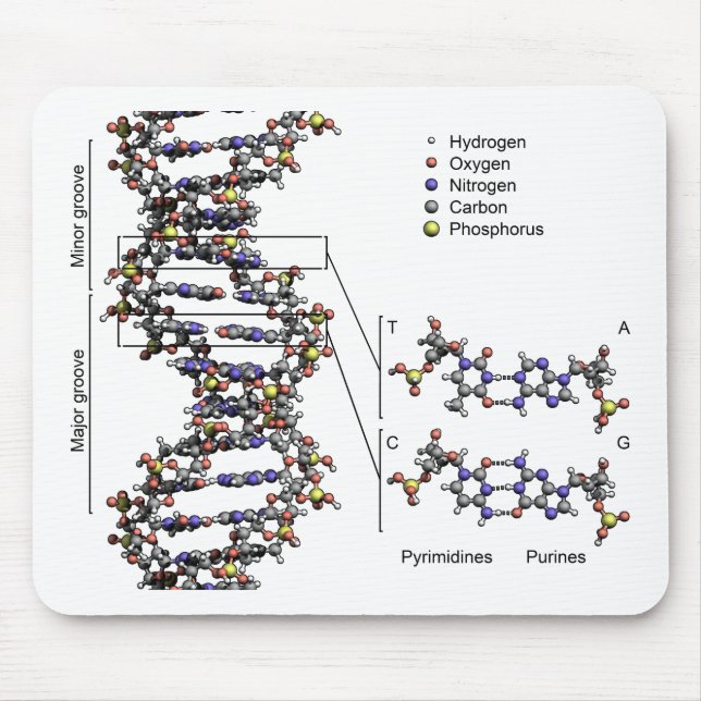 DNA Struktur Deoxyribonukleinsyra Basdiagram Musmatta (Framsidan)