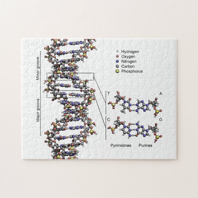 DNA Struktur Deoxyribonukleinsyra Basdiagram Pussel (Horisontell)