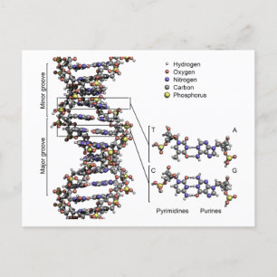 DNA Struktur Deoxyribonukleinsyra Basdiagram Vykort