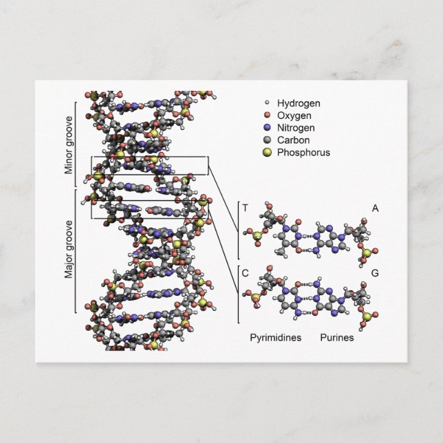DNA Struktur Deoxyribonukleinsyra Basdiagram Vykort (Framsida)