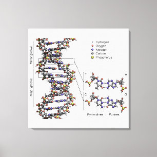 DNA-struktur Deoxyribonukleinsyra Baser Diagram Canvastryck