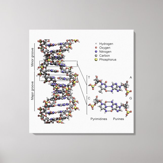DNA-struktur Deoxyribonukleinsyra Baser Diagram  Canvastryck (Framsida)