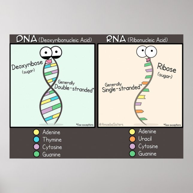 DNA vs RNA Poster (Framsidan)